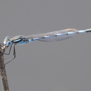 Austrolestes annulosus at Michelago, NSW - 1 Mar 2020