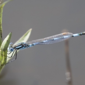 Austrolestes annulosus at Michelago, NSW - 1 Mar 2020