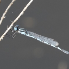 Austrolestes annulosus at Michelago, NSW - 1 Mar 2020