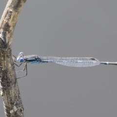 Austrolestes leda (Wandering Ringtail) at Michelago, NSW - 29 Feb 2020 by Illilanga