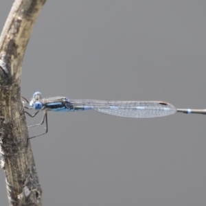 Austrolestes leda at Michelago, NSW - 1 Mar 2020