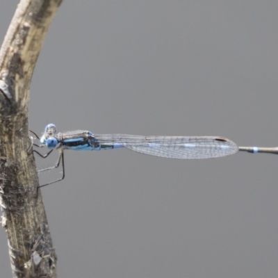 Austrolestes leda (Wandering Ringtail) at Michelago, NSW - 1 Mar 2020 by Illilanga