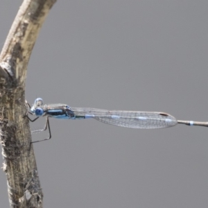 Austrolestes leda at Michelago, NSW - 1 Mar 2020