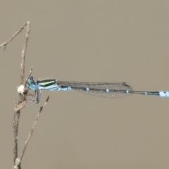 Austroagrion watsoni (Eastern Billabongfly) at Michelago, NSW - 1 Mar 2020 by Illilanga