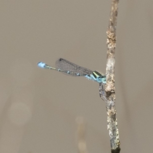 Austroagrion watsoni at Michelago, NSW - 1 Mar 2020