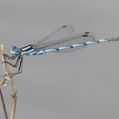 Austrolestes annulosus (Blue Ringtail) at Michelago, NSW - 1 Mar 2020 by Illilanga