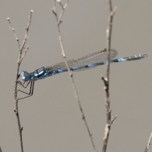 Austrolestes annulosus at Michelago, NSW - 1 Mar 2020