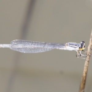 Ischnura heterosticta at Michelago, NSW - 1 Mar 2020 11:30 AM