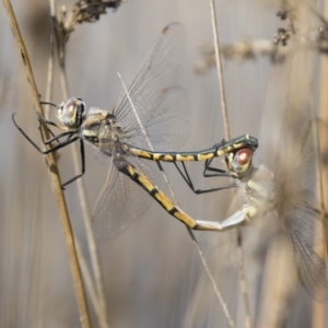 Hemicordulia tau at Michelago, NSW - 1 Mar 2020