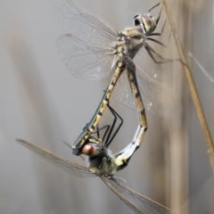 Hemicordulia tau at Michelago, NSW - 1 Mar 2020