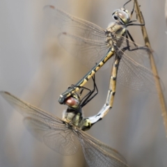 Hemicordulia tau at Michelago, NSW - 1 Mar 2020