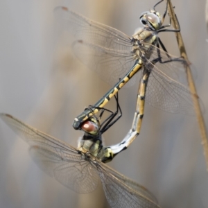 Hemicordulia tau at Michelago, NSW - 1 Mar 2020