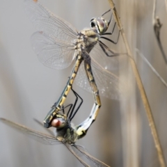 Hemicordulia tau at Michelago, NSW - 1 Mar 2020