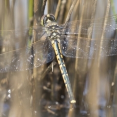 Hemicordulia tau at Michelago, NSW - 1 Mar 2020