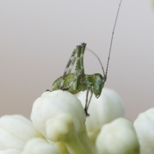 Caedicia simplex at Michelago, NSW - 29 Oct 2019