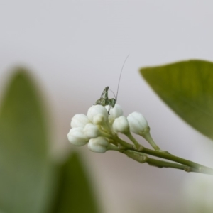 Caedicia simplex at Michelago, NSW - 29 Oct 2019