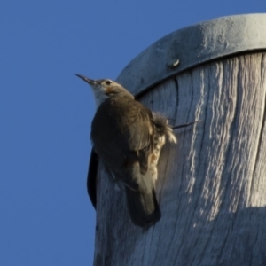 Cormobates leucophaea at Michelago, NSW - 22 Feb 2015 06:12 PM