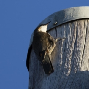 Cormobates leucophaea at Michelago, NSW - 22 Feb 2015