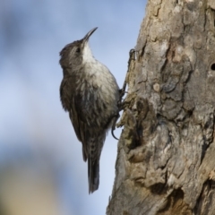 Cormobates leucophaea (White-throated Treecreeper) at Michelago, NSW - 7 Jan 2013 by Illilanga