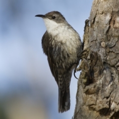 Cormobates leucophaea at Michelago, NSW - 7 Jan 2013 06:20 AM