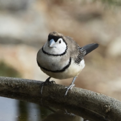 Stizoptera bichenovii (Double-barred Finch) at Michelago, NSW - 26 Dec 2019 by Illilanga