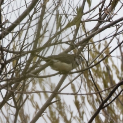 Stizoptera bichenovii (Double-barred Finch) at Michelago, NSW - 20 Jan 2020 by Illilanga