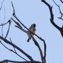 Carduelis carduelis (European Goldfinch) at Michelago, NSW - 22 Aug 2011 by Illilanga