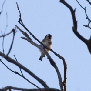 Carduelis carduelis at Michelago, NSW - 22 Aug 2011 07:04 PM