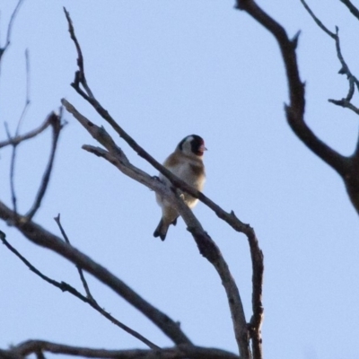 Carduelis carduelis (European Goldfinch) at Michelago, NSW - 22 Aug 2011 by Illilanga