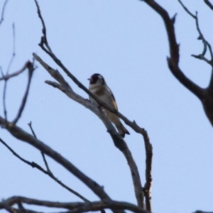 Carduelis carduelis at Michelago, NSW - 22 Aug 2011 07:04 PM