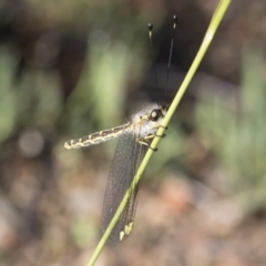 Suhpalacsa flavipes (Yellow Owlfly) at Michelago, NSW - 12 Jan 2019 by Illilanga