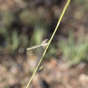 Suhpalacsa flavipes at Michelago, NSW - 12 Jan 2019