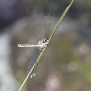 Suhpalacsa flavipes at Michelago, NSW - 12 Jan 2019 08:16 AM