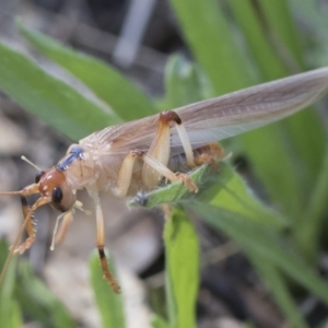 Paragryllacris sp. (genus) at Michelago, NSW - 23 Dec 2018