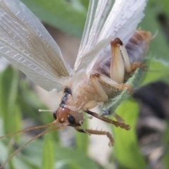 Paragryllacris sp. (genus) at Michelago, NSW - 23 Dec 2018