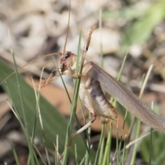 Paragryllacris sp. (genus) at Michelago, NSW - 23 Dec 2018