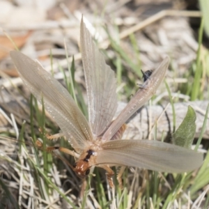 Paragryllacris sp. (genus) at Michelago, NSW - 23 Dec 2018