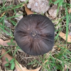 Oudemansiella 'radicata group' (Rooting shank) at Quaama, NSW - 1 May 2020 by FionaG