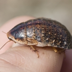 Calolampra sp. (genus) (Bark cockroach) at Michelago, NSW - 5 Oct 2019 by Illilanga