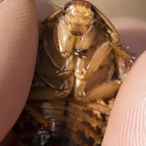 Calolampra sp. (genus) at Michelago, NSW - 5 Oct 2019