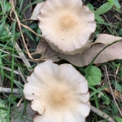 Psathyrella candolleana at Quaama, NSW - 16 Apr 2020 by FionaG