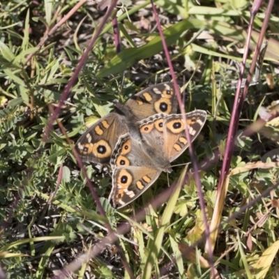 Junonia villida (Meadow Argus) at Michelago, NSW - 27 Apr 2020 by Illilanga