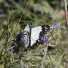 Belenois java at Bredbo, NSW - suppressed