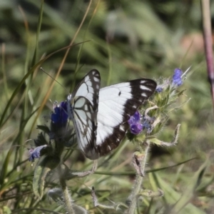 Belenois java at Bredbo, NSW - suppressed