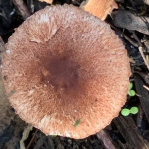 Lepiota s.l. at Quaama, NSW - 27 Mar 2020 03:20 PM