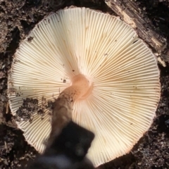 Lepiota s.l. at Quaama, NSW - 27 Mar 2020 03:20 PM
