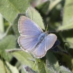 Zizina otis (Common Grass-Blue) at Michelago, NSW - 12 Apr 2020 by Illilanga