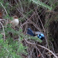 Malurus cyaneus (Superb Fairywren) at Fyshwick, ACT - 1 May 2020 by RodDeb