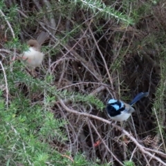 Malurus cyaneus at Fyshwick, ACT - 1 May 2020