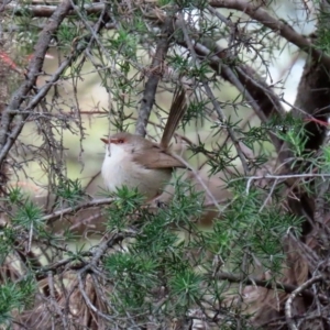 Malurus cyaneus at Fyshwick, ACT - 1 May 2020